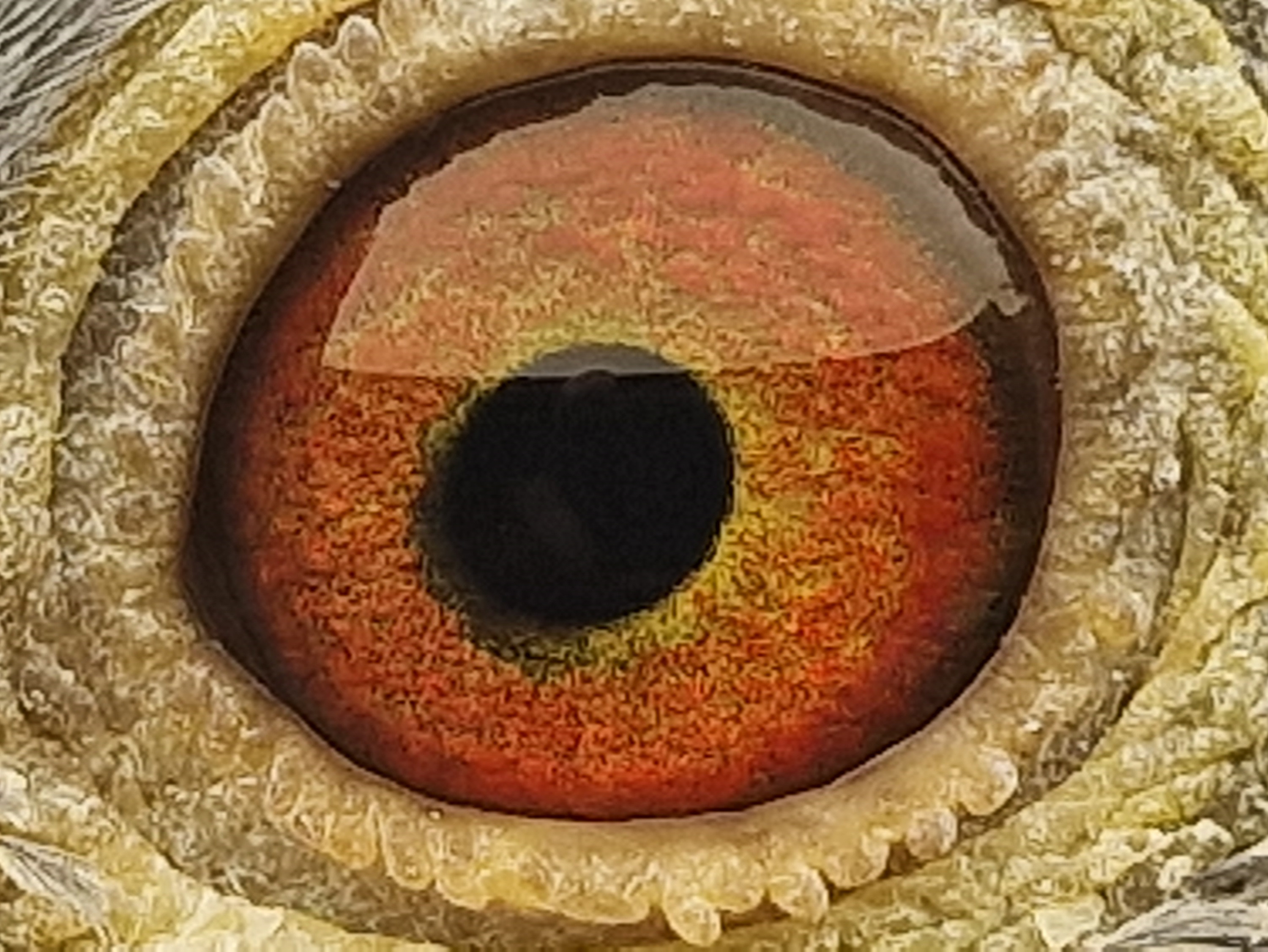 Pigeon eye